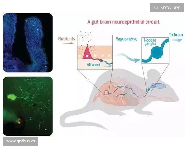马的脚趾结构深度解析与其进化适应性独特之处的科学揭秘 马的脚趾结构深度解析与其进化适应性独特之处的科学揭秘